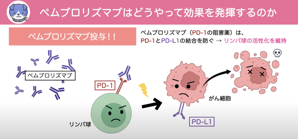 アダクヴェオとは何ですか?